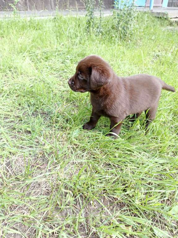 Собаки в Кемерово: Щенки лабрадора Мальчик, Бесплатно - фото 5