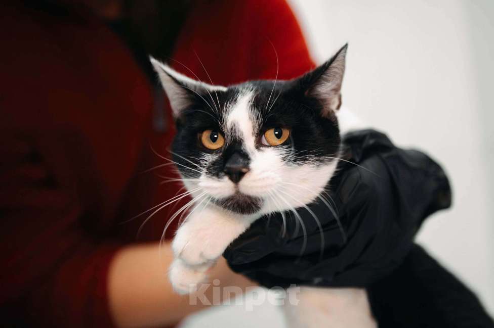 Кошки в других городах Московской области: Мадам Кюри ищет свой дом! Девочка, Бесплатно - фото 6