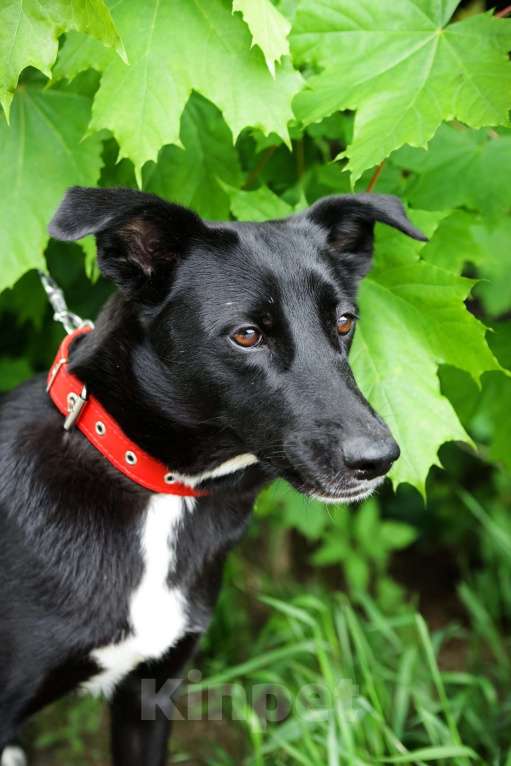 Собаки в Санкт-Петербурге: Отдам собаку бесплатно Девочка, Бесплатно - фото 5