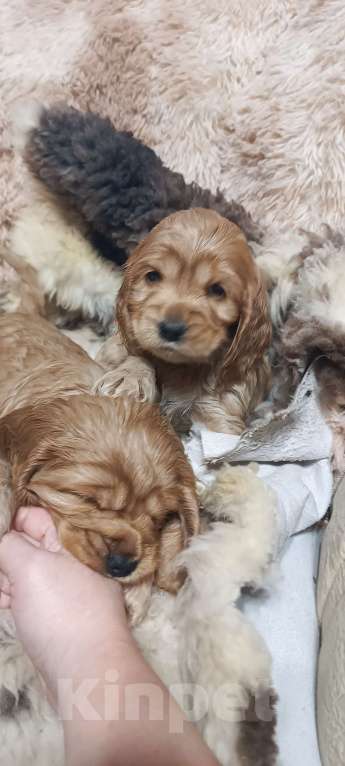 Собаки в других городах Пензенской области: Щенки Кокер спаниель  Мальчик, 20 000 руб. - фото 1