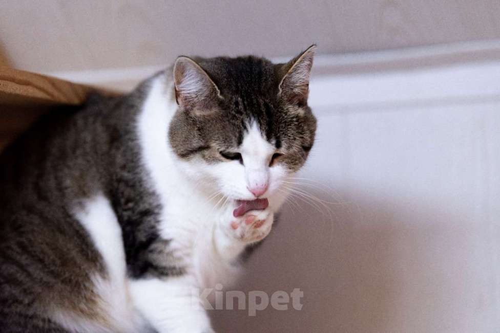 Кошки в Москве: Она спасла своих малышей. Теперь спасите её Девочка, Бесплатно - фото 5