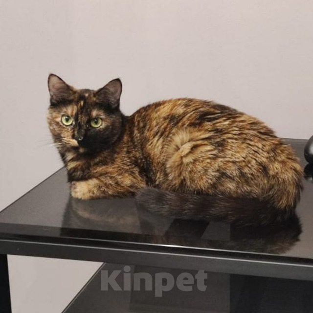 Кошки в Хабаровске: Отдам кошку в добрые руки Девочка, Бесплатно - фото 1
