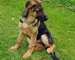 Собаки в Истре: Ками ищет хорошего хозяйна Девочка, 25 000 руб. - фото 1