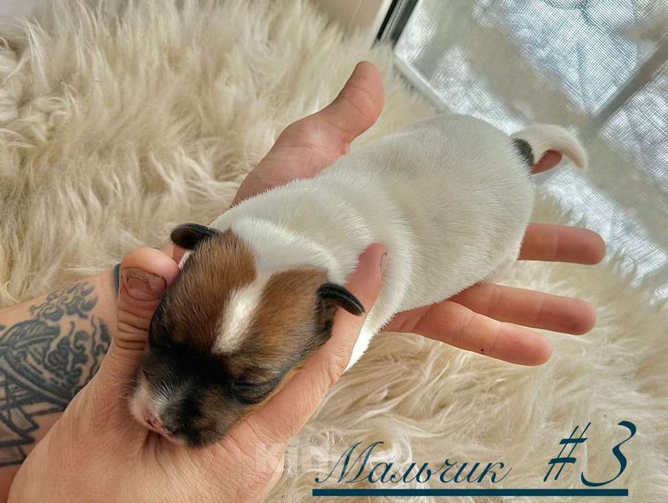 Собаки в Москве: Щенки Джек Рассел  Мальчик, 17 000 руб. - фото 2