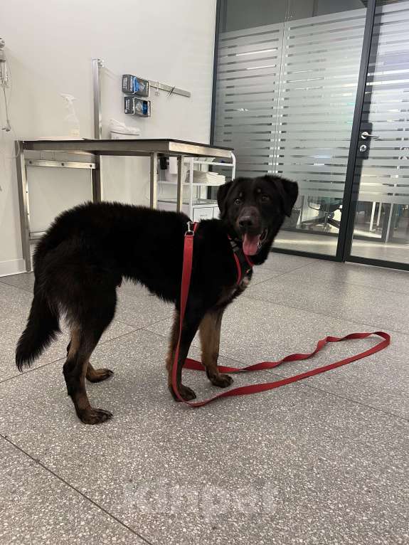 Собаки в Москве: Яша ищет маму Мальчик, Бесплатно - фото 9