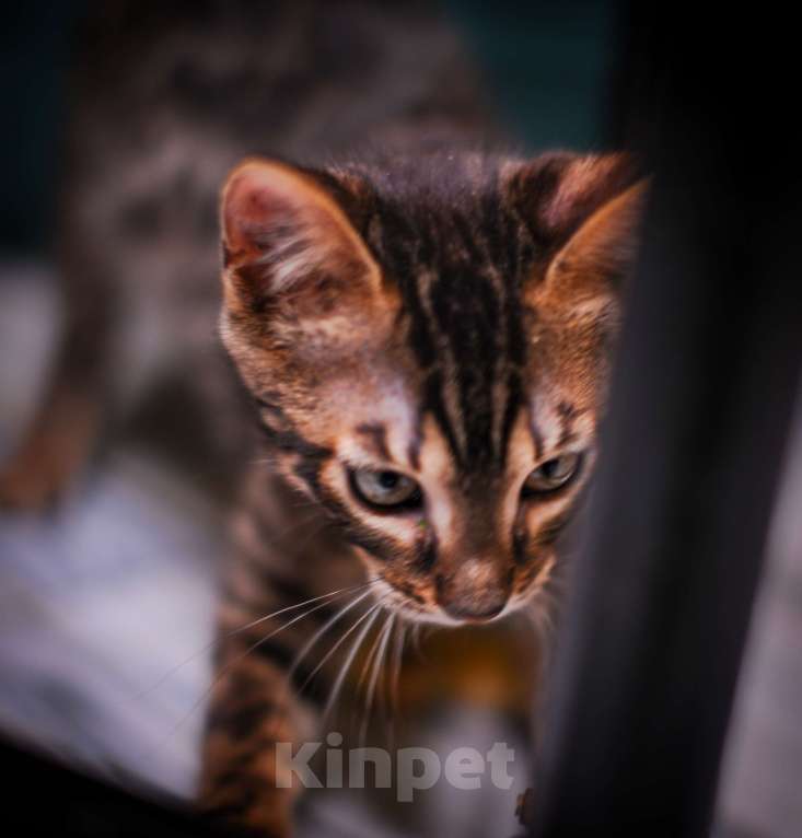 Кошки в Москве: Бенгальский котенок алк ф3 Мальчик, 35 000 руб. - фото 2