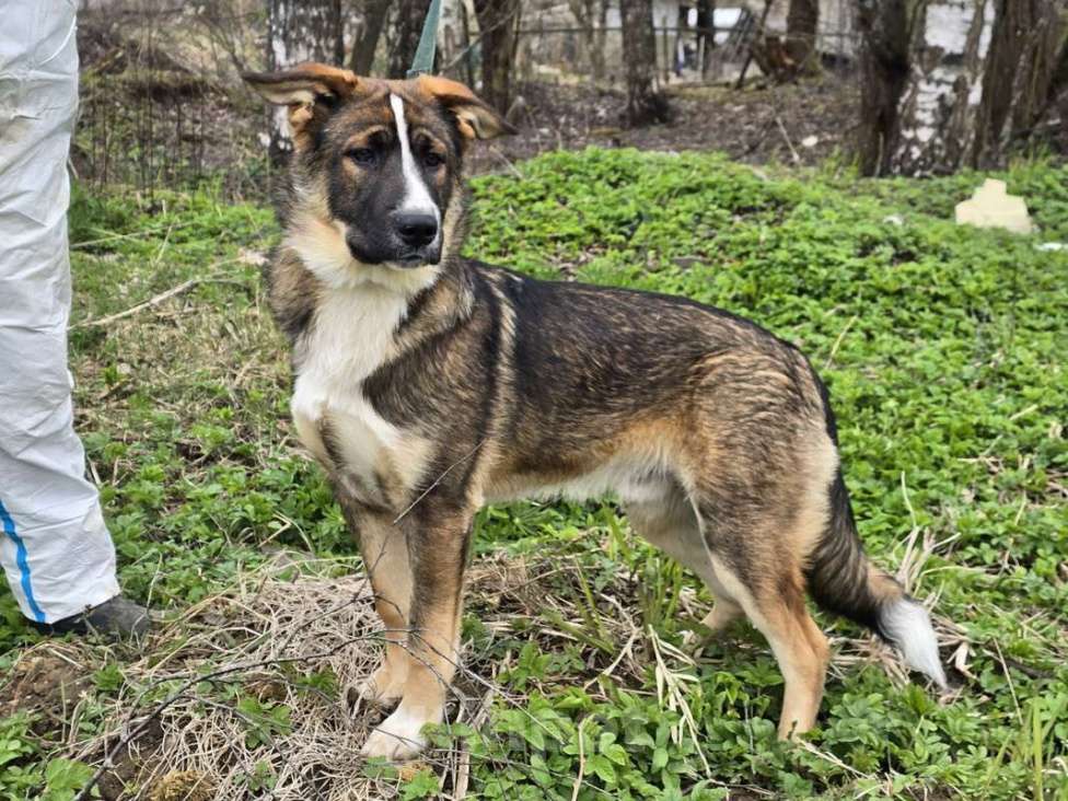 Собаки в Санкт-Петербурге: Ласковый щенок, который понимает всё с полуслова Мальчик, Бесплатно - фото 9