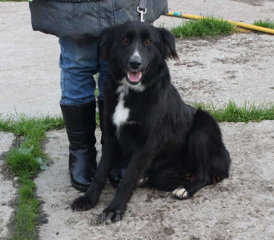 Собаки в Москве: Молоденькая красавица Оливка ищет свою родную семью  Девочка, Бесплатно - фото 8