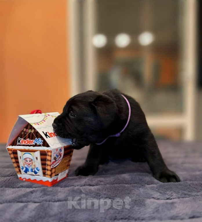 Собаки в Жуковском: Щенок лабрадора, РКФ Девочка, 65 000 руб. - фото 6