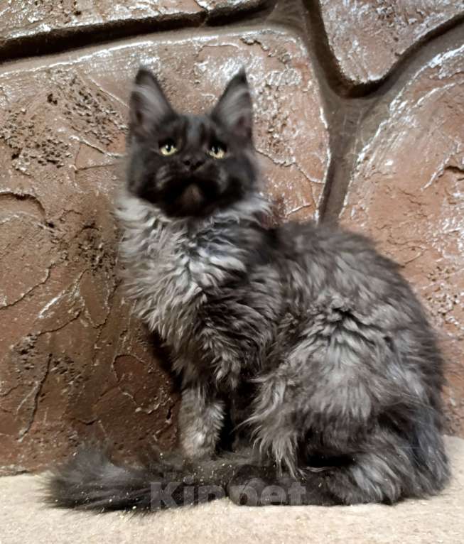 Кошки в Екатеринбурге: Котята Мейн Кун классика и полидакты Мальчик, Бесплатно - фото 9