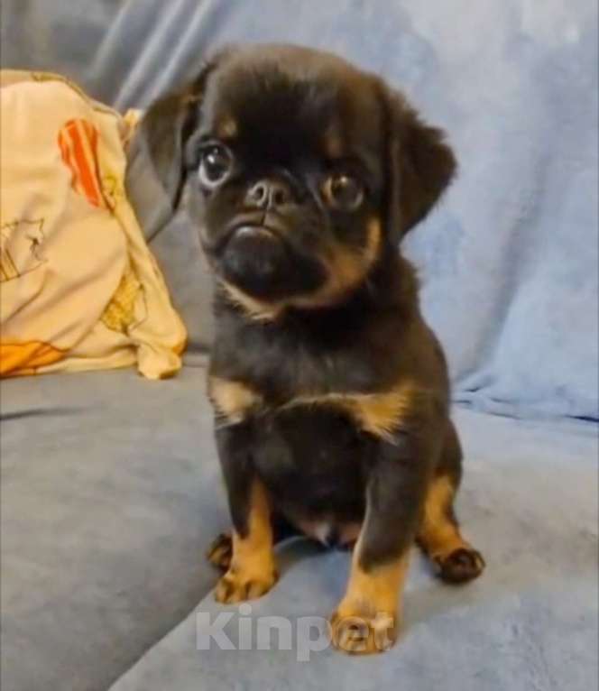 Собаки в Москве: Верди Мальчик, 80 000 руб. - фото 2