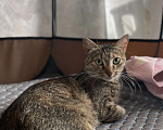 Кошки в Костроме: Ловчая кошка  Девочка, Бесплатно - фото 3