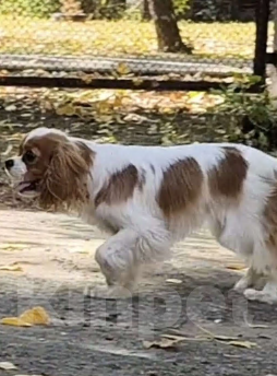 Собаки в Маркс: Девочка  Девочка, 90 000 руб. - фото 1