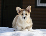 Собаки в Москве: Вельш корги пемброк Девочка, 40 000 руб. - фото 2