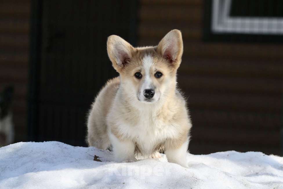 Собаки в Москве: Вельш корги пемброк Девочка, 40 000 руб. - фото 2