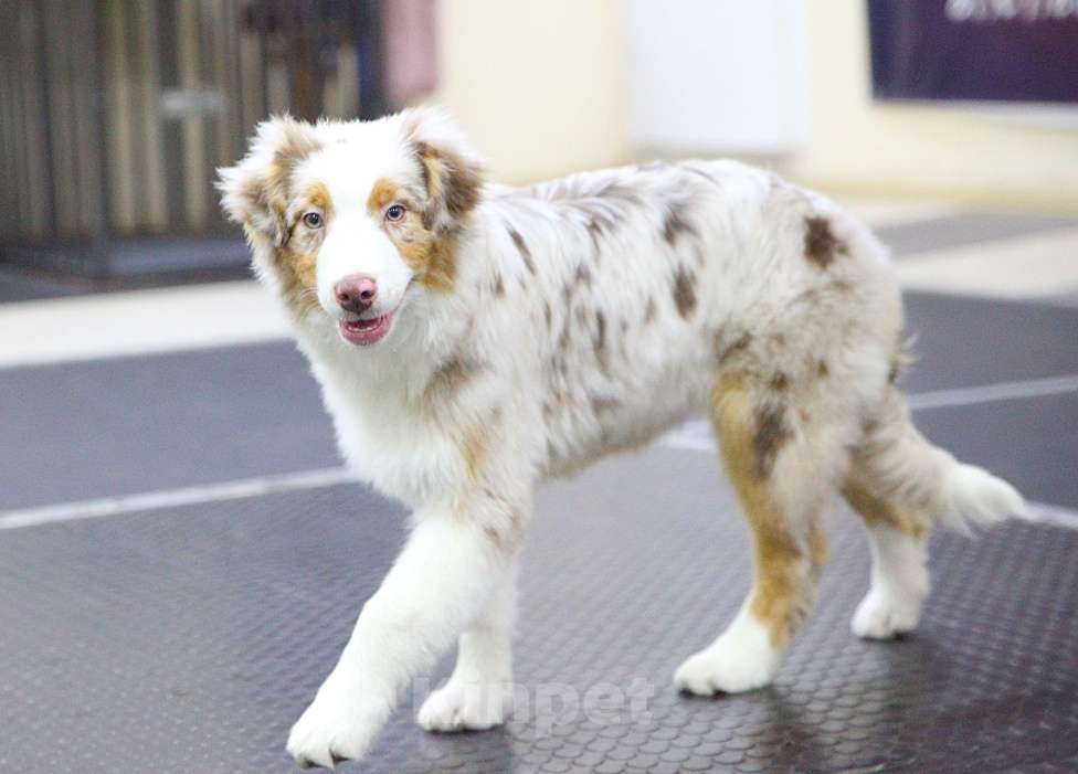 Собаки в других городах Владимирской области: щенки австралийской овчарки Девочка, 60 000 руб. - фото 2