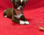 Собаки в Москве: Чихуахуа    Мальчики Мальчик, 30 000 руб. - фото 1