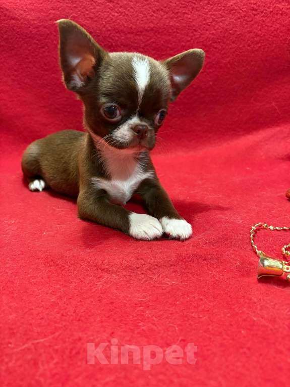 Собаки в Москве: Чихуахуа    Мальчики Мальчик, 30 000 руб. - фото 1