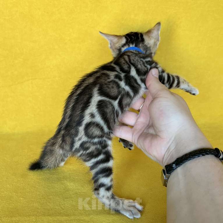 Кошки в Москве: Бенгальский котёнок с документами  Мальчик, 80 000 руб. - фото 10
