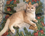 Кошки в Касимове: Британец., 100 руб. - фото 8