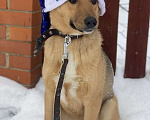 Собаки в Москве: Замечательные щенки Мистер Бонд и Белла ищут дом, Бесплатно - фото 6