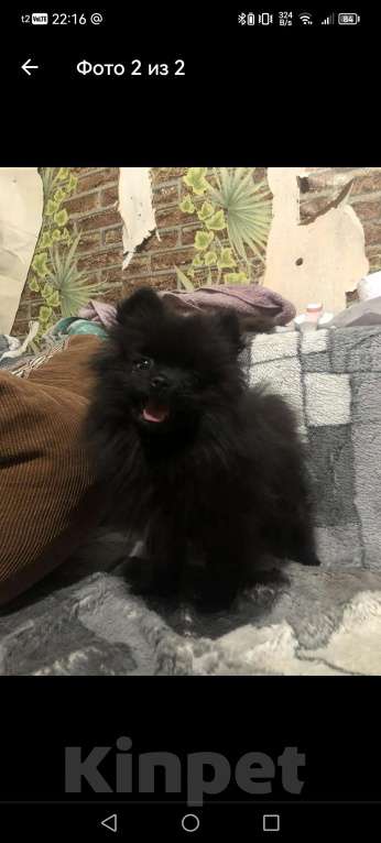 Собаки в Челябинске: Шпиц померанский Разнополые, 15 000 руб. - фото 1