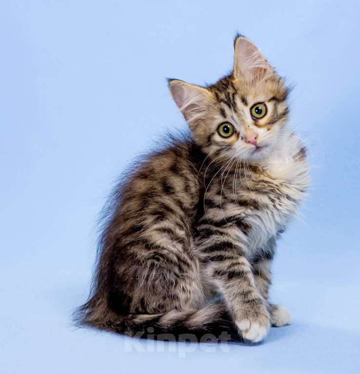 Кошки в Москве: Сибирский котенок Мальчик, 45 000 руб. - фото 3