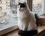 Кошки в Москве: Нежная Габриэль Девочка, Бесплатно - фото 5