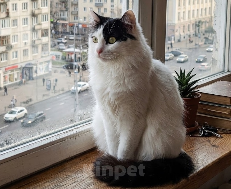 Кошки в Москве: Нежная Габриэль Девочка, Бесплатно - фото 5