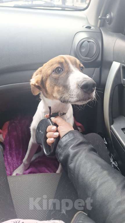 Собаки в других городах Свердловской области: Гуффи ищет хозяев Мальчик, Бесплатно - фото 3