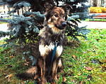 Собаки в Москве: Шторм Мальчик, Бесплатно - фото 3