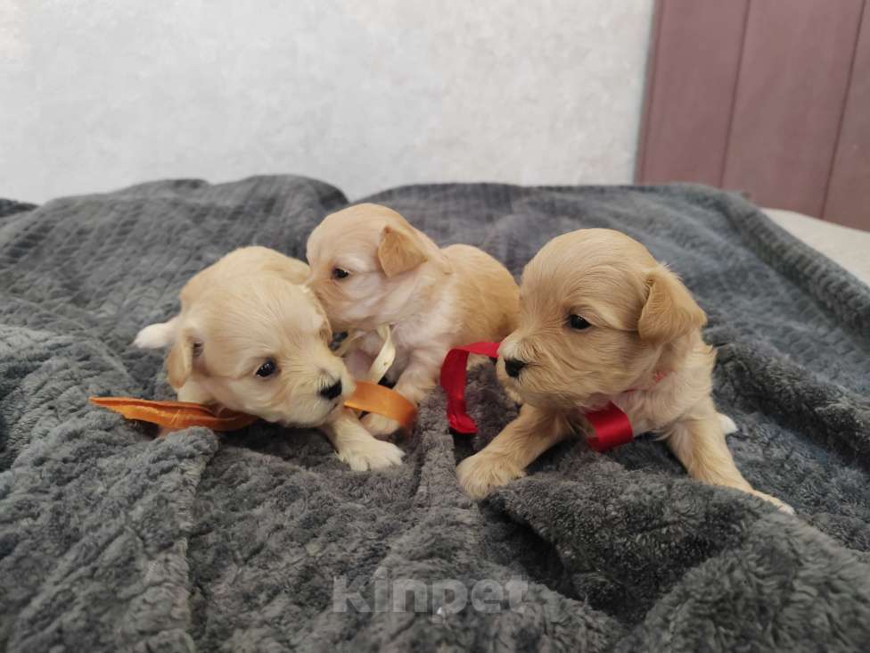 Собаки в Энгельс-19: Малыши мальтипу f1 Мальчик, 120 000 руб. - фото 9