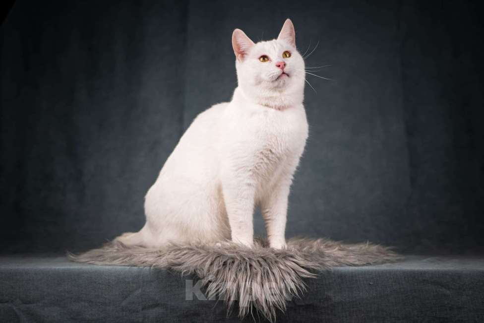 Кошки в Клине: Бьянка — красивейшая белоснежная кошечка Девочка, Бесплатно - фото 4