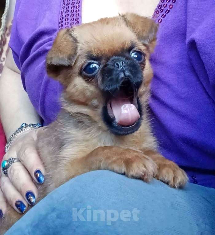 Собаки в Москве: Яркая девочка малый брабансон Девочка, 60 000 руб. - фото 2