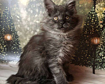 Кошки в Санкт-Петербурге: Кошечка мейн кун чёрная дымная Девочка, 35 000 руб. - фото 2