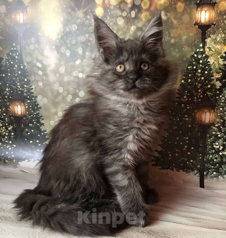 Кошки в Санкт-Петербурге: Кошечка мейн кун чёрная дымная Девочка, 35 000 руб. - фото 2