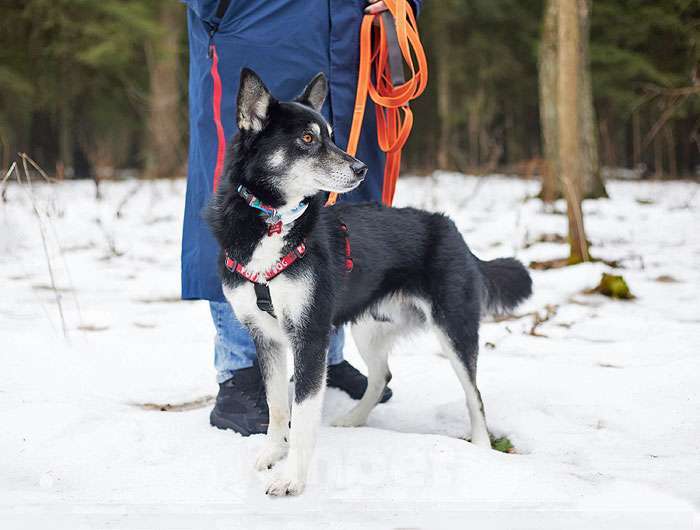 Собаки в Москве: Молодой домашний пес Медор, метис лайки в добрые руки Мальчик, 10 руб. - фото 7