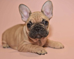 Собаки в Москве: Девочка французского бульдога  Девочка, 50 000 руб. - фото 10
