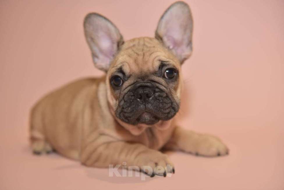 Собаки в Москве: Девочка французского бульдога  Девочка, 50 000 руб. - фото 10