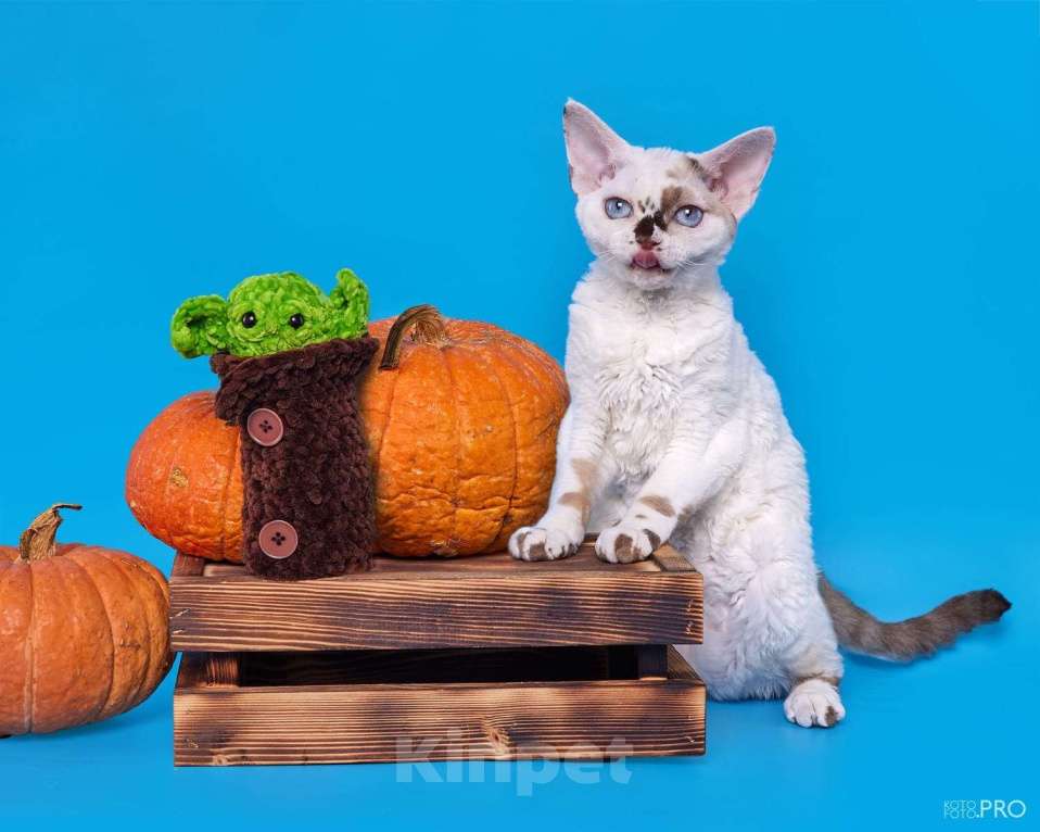 Кошки в Москве: Котенок Девон Рекс Ясмина Девочка, 60 000 руб. - фото 6