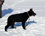 Собаки в Москве: Чёрная немецкая овчарка Девочка, Бесплатно - фото 3
