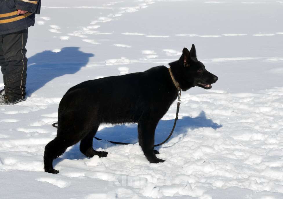 Собаки в Москве: Чёрная немецкая овчарка Девочка, Бесплатно - фото 3