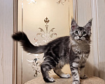 Кошки в Казани: Котенок мейн-кун девочка Девочка, 30 000 руб. - фото 4