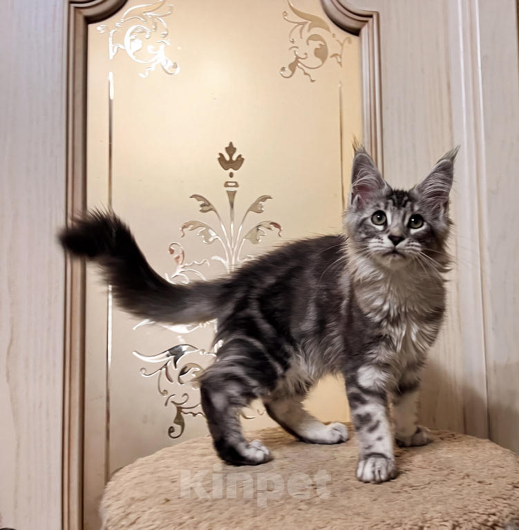 Кошки в Казани: Котенок мейн-кун девочка Девочка, 30 000 руб. - фото 4