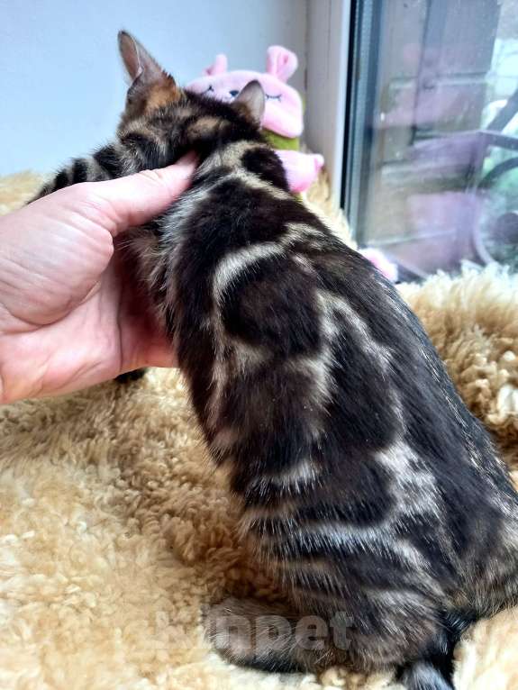 Кошки в Москве: Бенгальская девочка Девочка, 35 000 руб. - фото 6