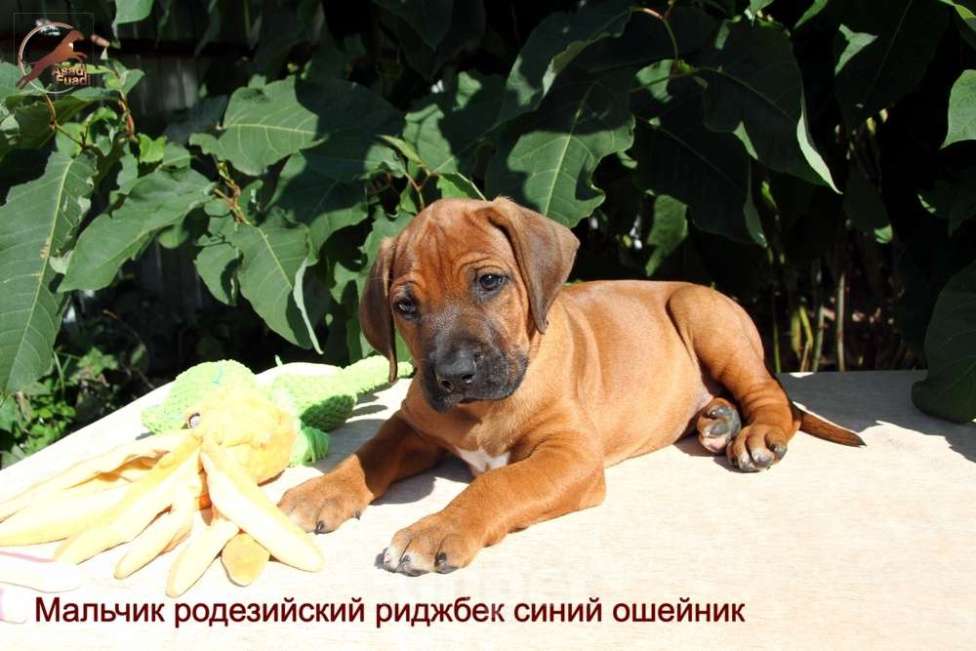 Собаки в Одинцово: Щенок родезийского риджбека. Мальчик. Мальчик, Бесплатно - фото 1