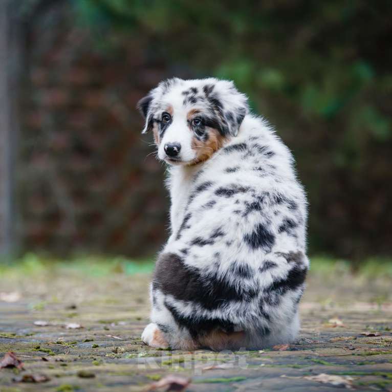 Собаки в Звенигороде: Австралийская овчарка (аусси) Мальчик, 90 000 руб. - фото 9