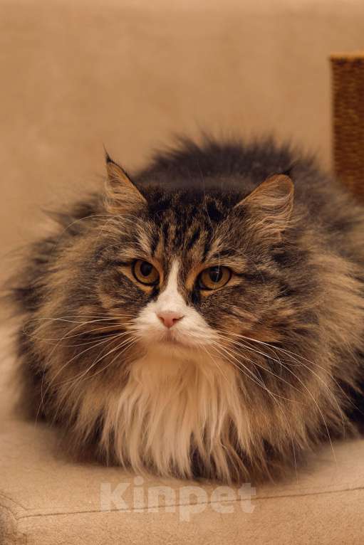 Кошки в Воронеже: Бегут года, и грусть-печаль в её глазах Девочка, 100 руб. - фото 3