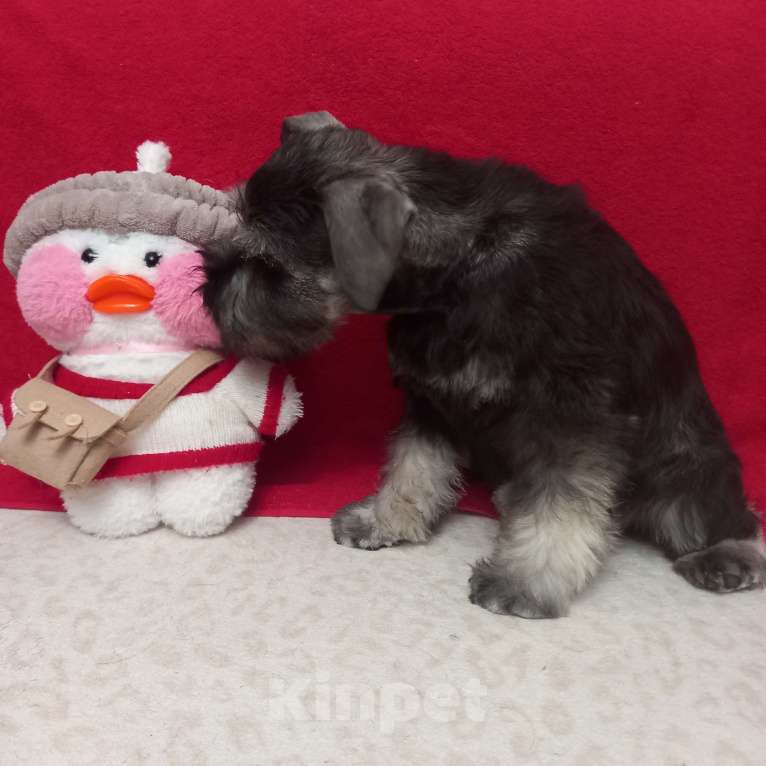 Собаки в Нижнем Тагиле: Щенки цвергшнауцера Разнополые, 60 000 руб. - фото 2