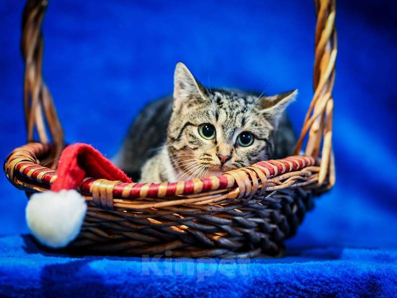 Кошки в Москве: Котята-подростки британской породы в добрые руки Мальчик, Бесплатно - фото 2